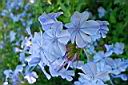 plumbago auriculata 2.jpg